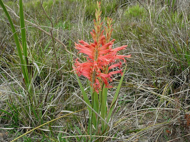Tritoniopsis_antholyza_Drayton_CM.jpg
