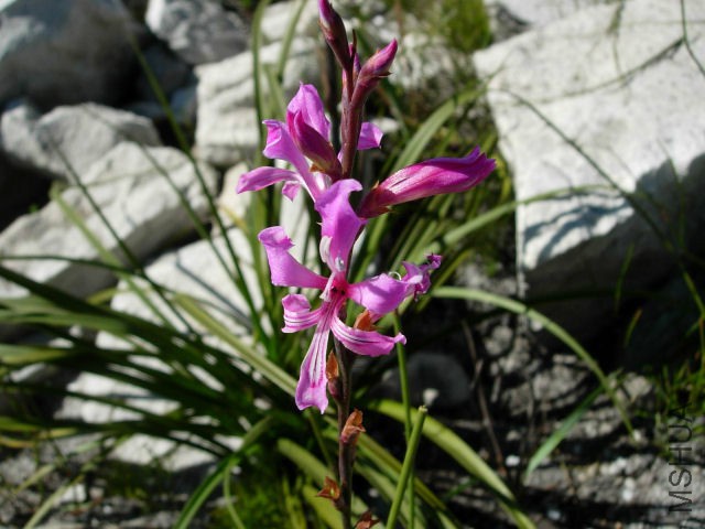 Tritoniopsis_lata_Napier_CM2.jpg