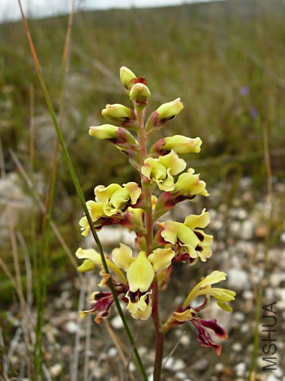 Tritoniopsis_parviflora_Napier_CM3.jpg