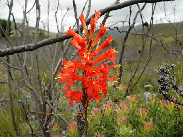 Tritoniopsis_triticea_Napier_CM.jpg