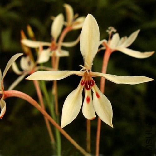 LAPEIROUSIA ANCEPS.jpg