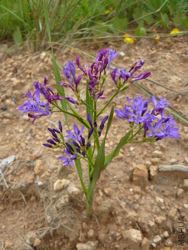 Lapeirousia erythrantha (Klotzsch ex Klatt) Baker-1335425822.jpg