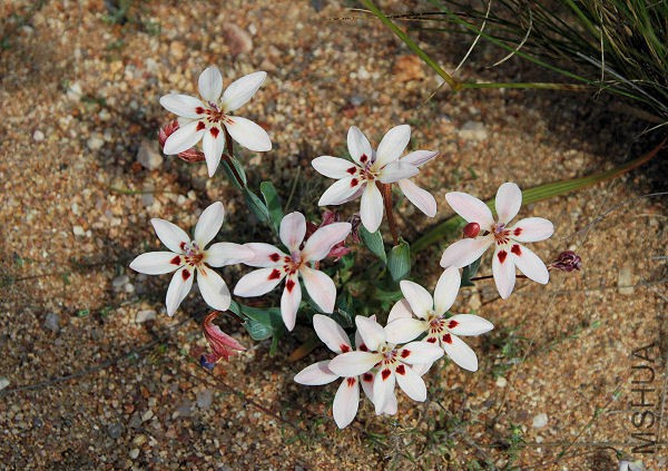 Lapeirousia_arenicola_Nam_msi.jpg