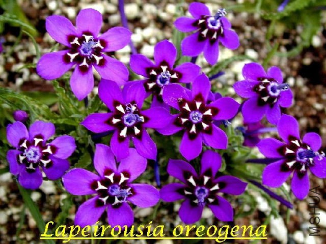Lapeirousia_oreogena_BD2.jpg