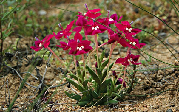 Lapeirousia_silenoides_Nam_br2.jpg