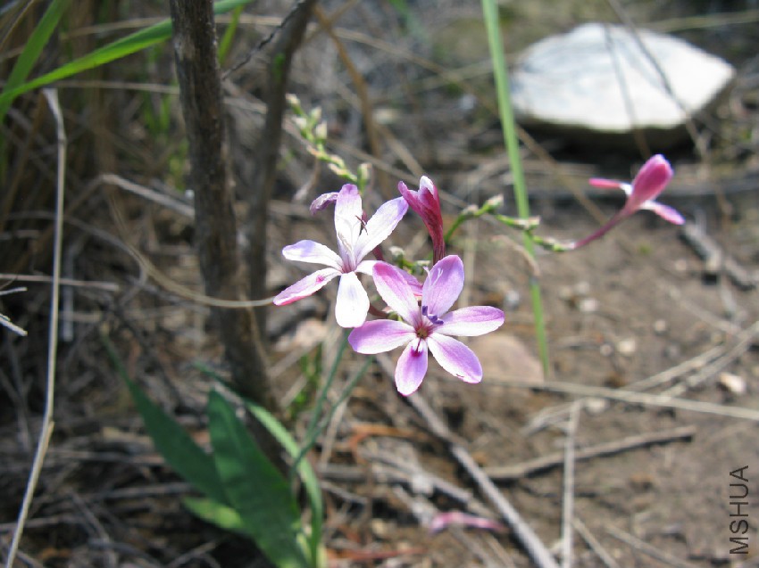 Lapeirousia_species_1113.jpg