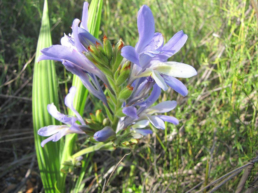 Babiana mucronata Piketberg.jpg