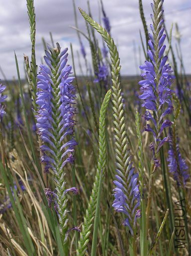 Micranthus junceus.jpg