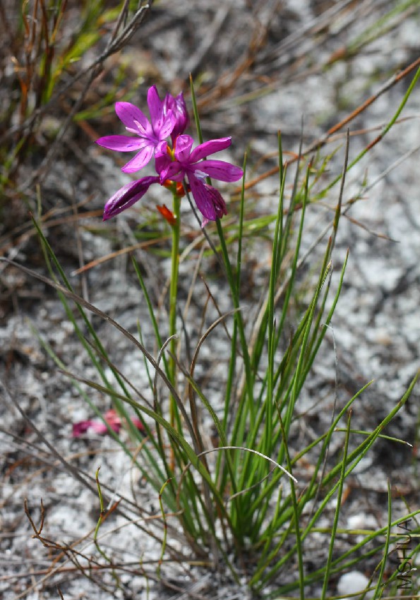 thereianthus bracteolatus.jpg