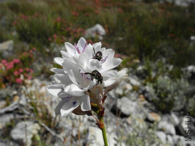 Thereianthus_ixioides_Franschoek_RS.jpg
