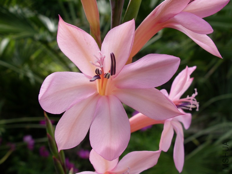 IMGP1938_jpg watsonia.jpg