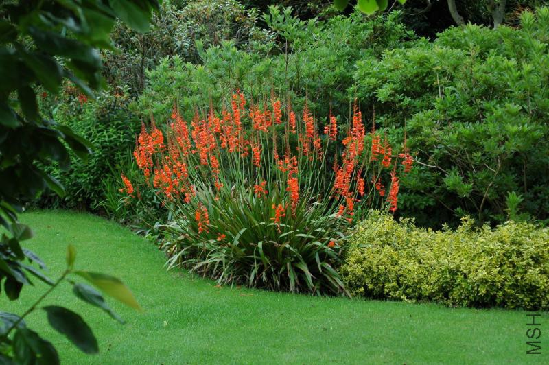 Lakemount Watsonia - A_M_ Armitage Garden.jpg