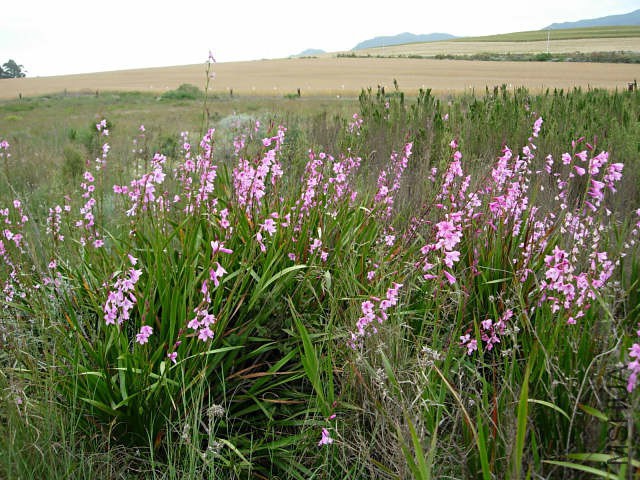 Watsonia_borbonica_Drayton_CM.jpg