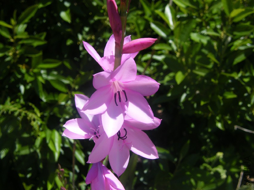 Watsonia_borbonica_flowers.jpg