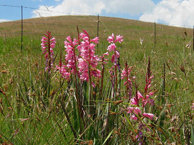 Watsonia_confusa_Maclear_CM.jpg