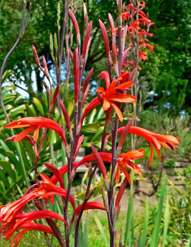 Watsonia_fulgens_2.jpg