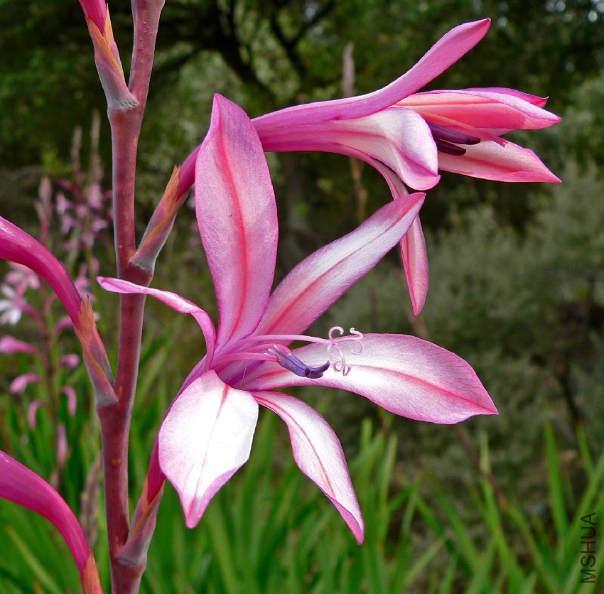 Watsonia_pyramidata_3.jpg