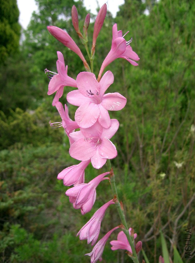 Watsonia_pyramidata_4.jpg