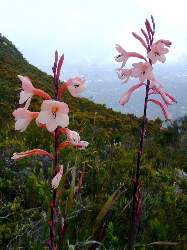 Watsonia_tabularis.jpg