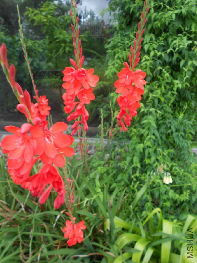 Watsonia-pillansii-19599375H-1-POPUP.jpg