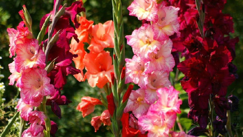 3840x2160-gladiolus-flowers-bright-flowerbed.jpg