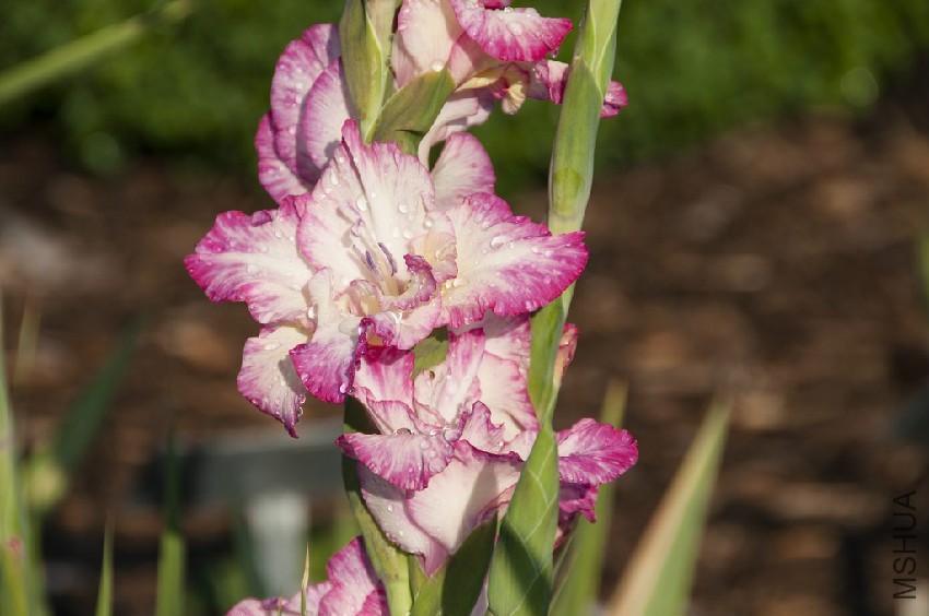 Gladiolus.jpg