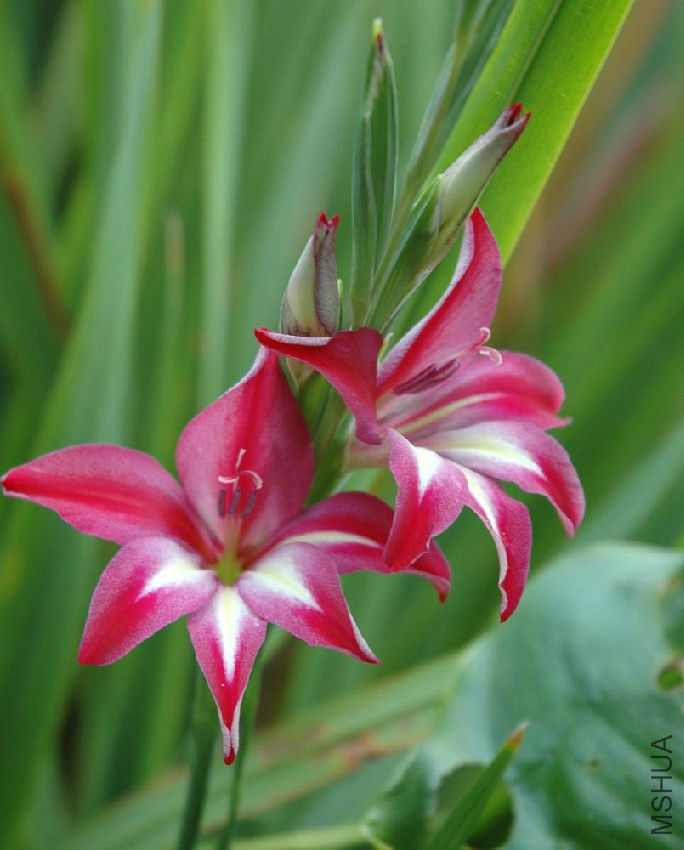 gladiolus_x_colvillei.jpg