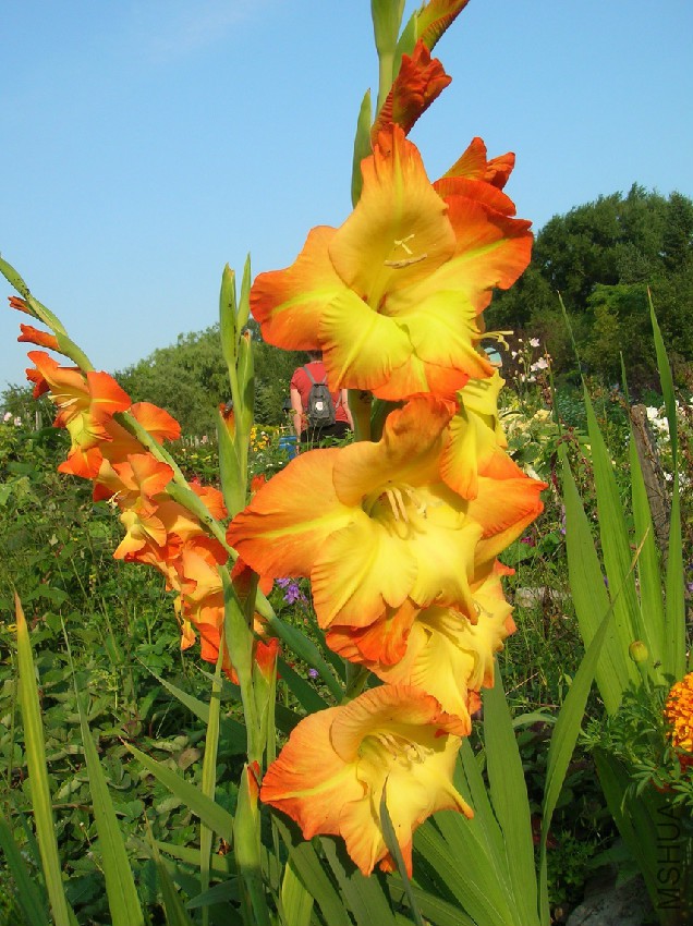 gladiolus1.jpg