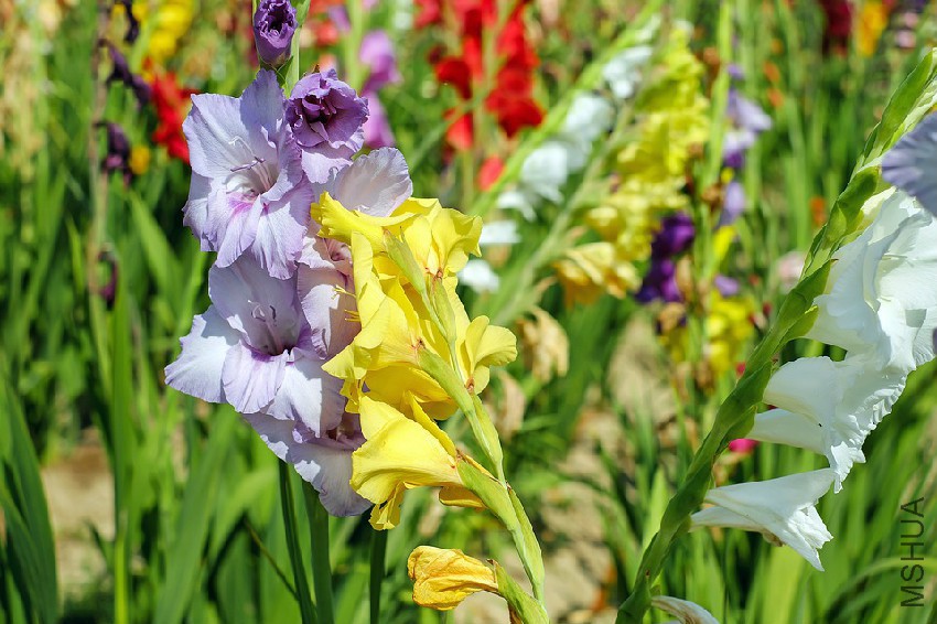 gladiolus-1546607_960_720.jpg