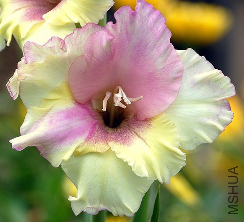 gladiolus-flower-6.jpg