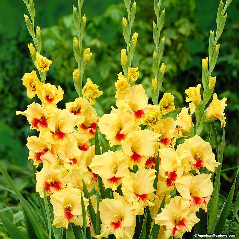 gladiolus-jester.jpg