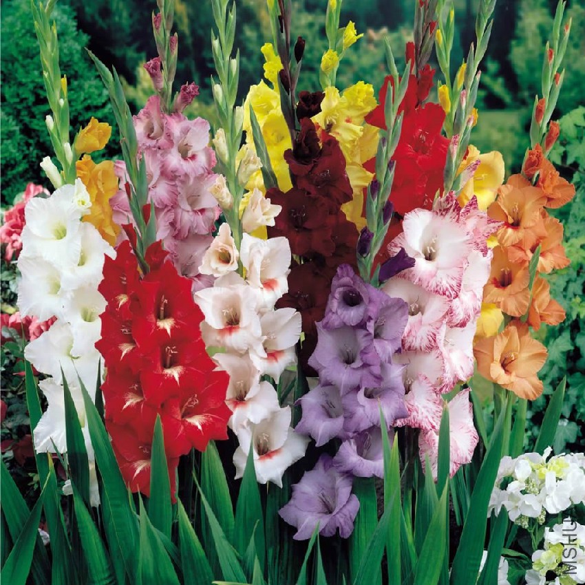 gladiolus-mixed.jpg
