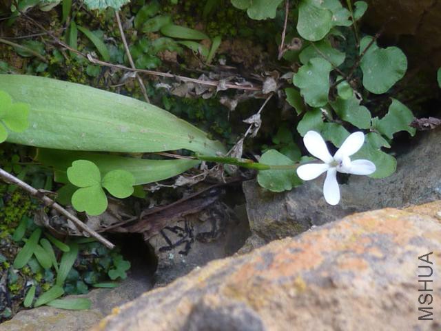 Xenoscapa fistulosa_11-09-11_2.jpg