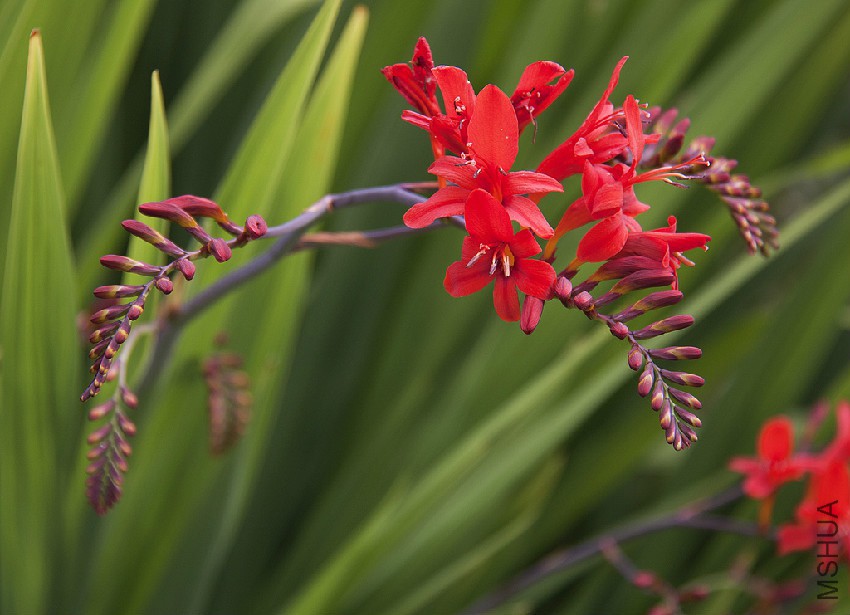 crocosmia.jpg