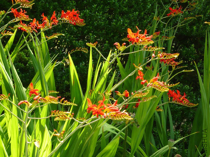 Crocosmia_'Lucifer'.jpg