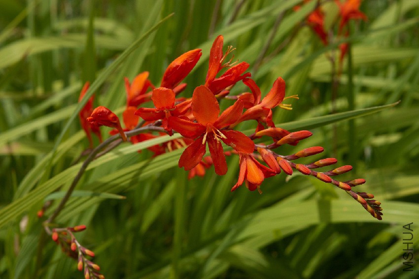 Crocosmia_Lucifer_A.jpg