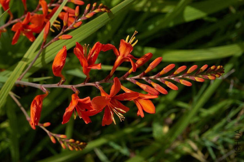 Crocosmia_Lucifer_B.jpg