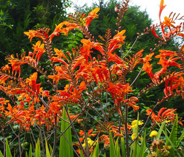 Crocosmia_unknown_DP4.jpg