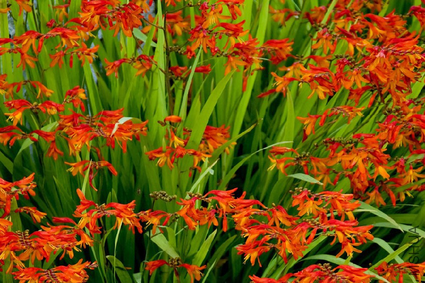 crocosmia-01.jpg