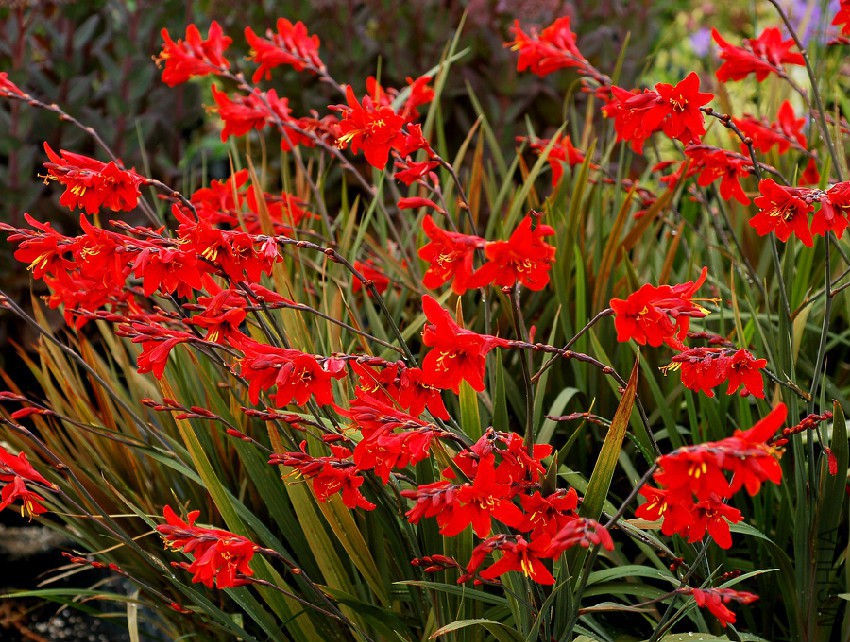 crocosmia-003.jpg