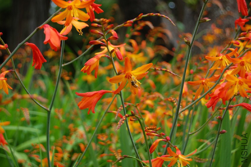 crocosmia06.jpg