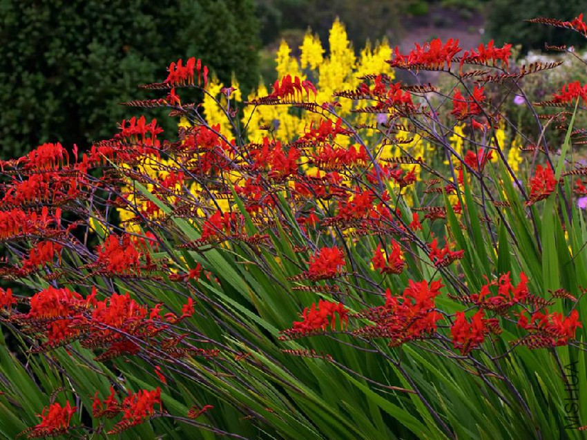 crocosmia-lucifer.jpg