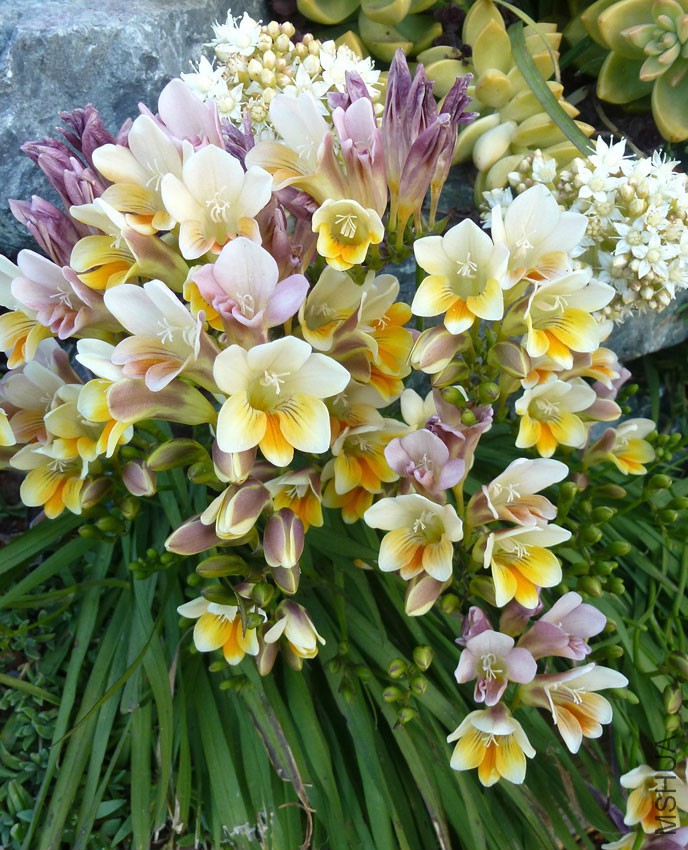 freesia_caryophyllacea_01.jpg