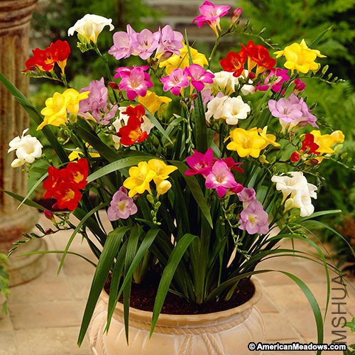 freesia-single-mix1.jpg