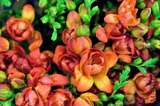 New-Covent-Garden-Flower-Market-Product-Profile-Report-August-2014-Freesias-Flow.jpg