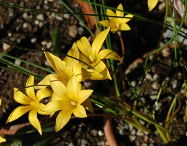 Romulea monticola.jpg