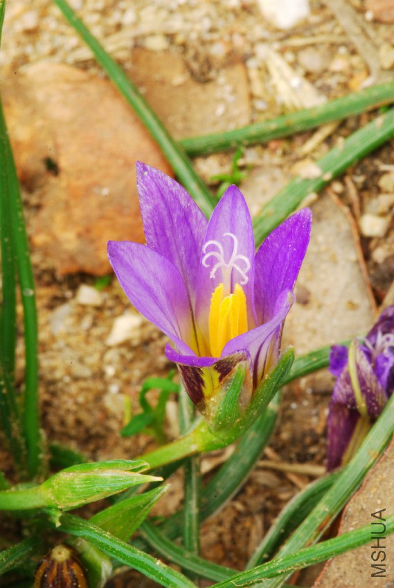Romulea_bulbocodium_2.jpg