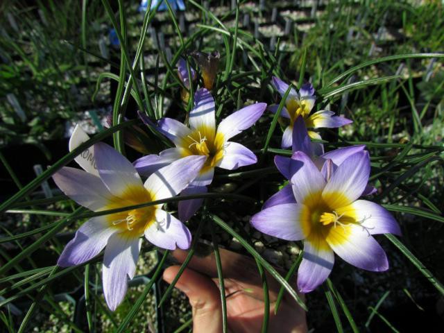 Romulea_bulbocodium_NN2.jpg