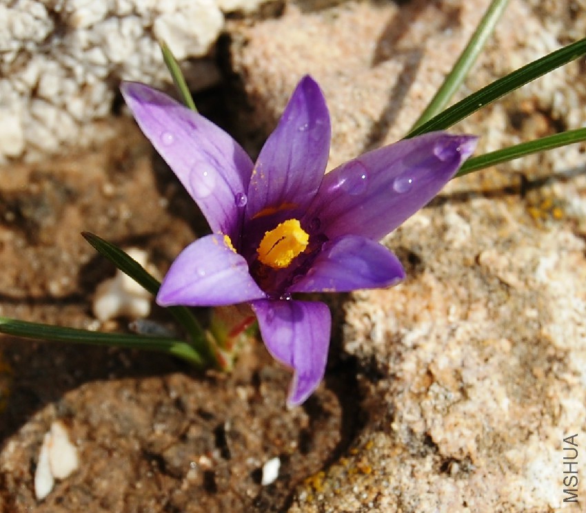 Romulea_linaresii_0061s.jpg