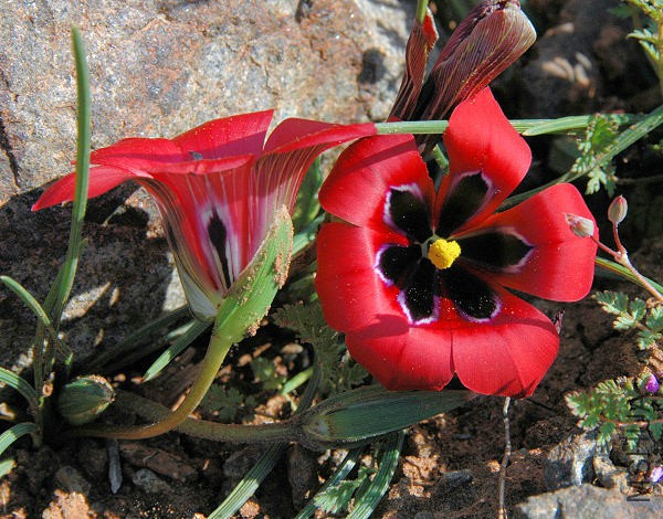Romulea_monadelpha_Middel_br.jpg